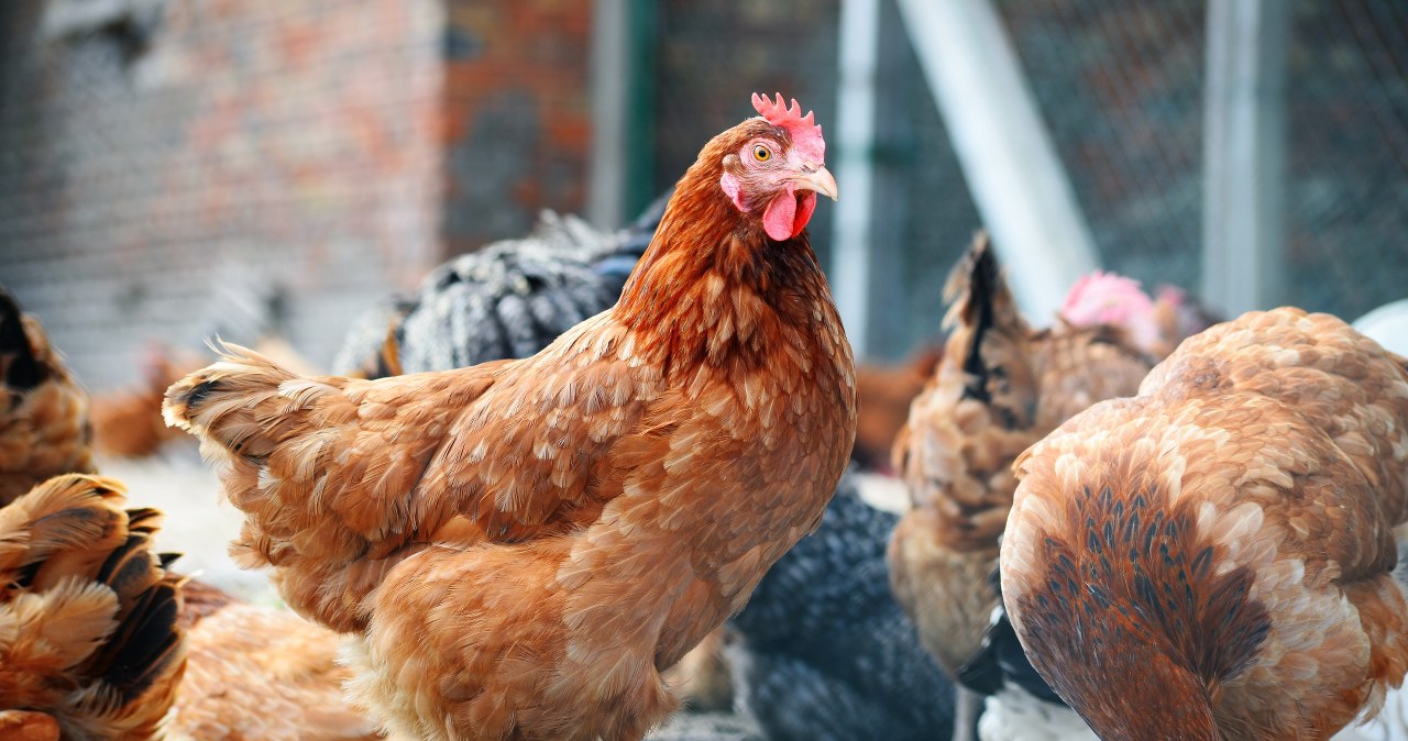 Uwaga hodowcy! Od 13 maja rusza obowiązek szczepień kur i indyków