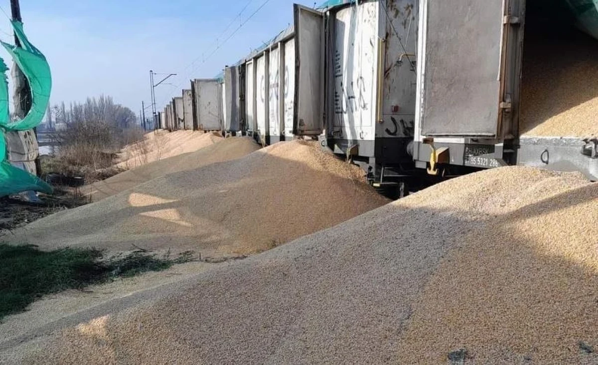 Dopiero w poniedziałek po południu w kierunku Gdańska odjechał pociąg towarowy, z którego wagonów na bocznicy w Kotomierzu k. Bydgoszczy ktoś wysypał ukraińską kukurydzę. Większość ziarna udało się zebrać, ale na skarpie obok torowiska zostało jeszcze ok. 30 ton.