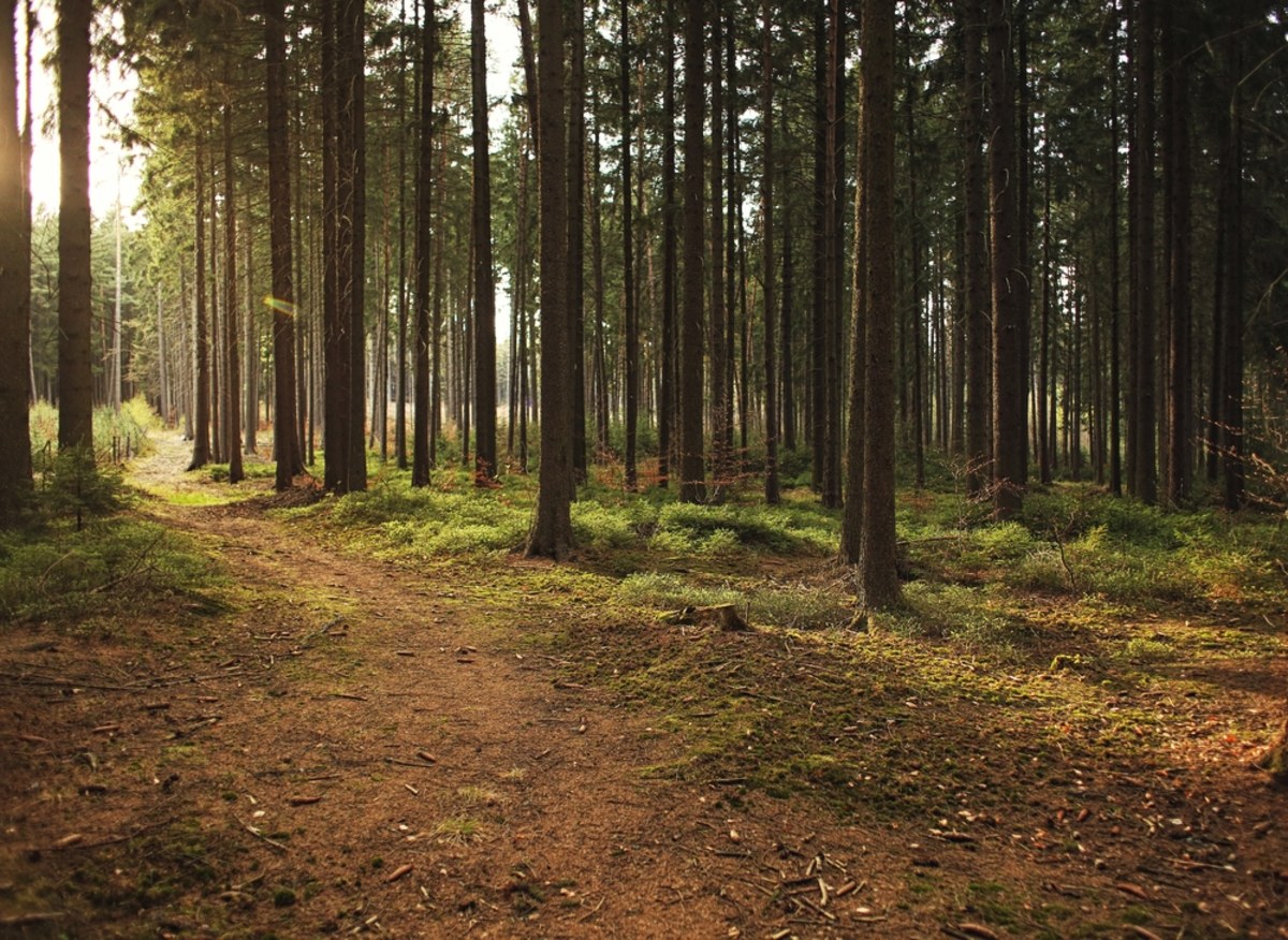 Tysiąclitrowe pojemniki z niebezpiecznymi odpadami zostały porzucone w lesie w powiecie wołomińskim na Mazowszu. Gmina Dąbrówka, na której terenie znaleziono zbiorniki, zwołała sztab kryzysowy, a starosta wyznaczył nagrodę za ujęcie sprawcy, który pozostawił niebezpieczne substancje.