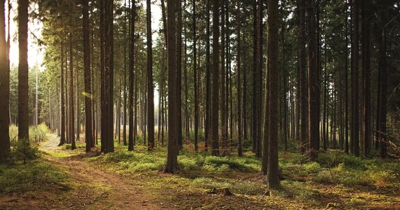 Tysiąclitrowe pojemniki z niebezpiecznymi odpadami zostały porzucone w lesie w powiecie wołomińskim na Mazowszu. Gmina Dąbrówka, na której terenie znaleziono zbiorniki, zwołała sztab kryzysowy, a starosta wyznaczył nagrodę za ujęcie sprawcy, który pozostawił niebezpieczne substancje.