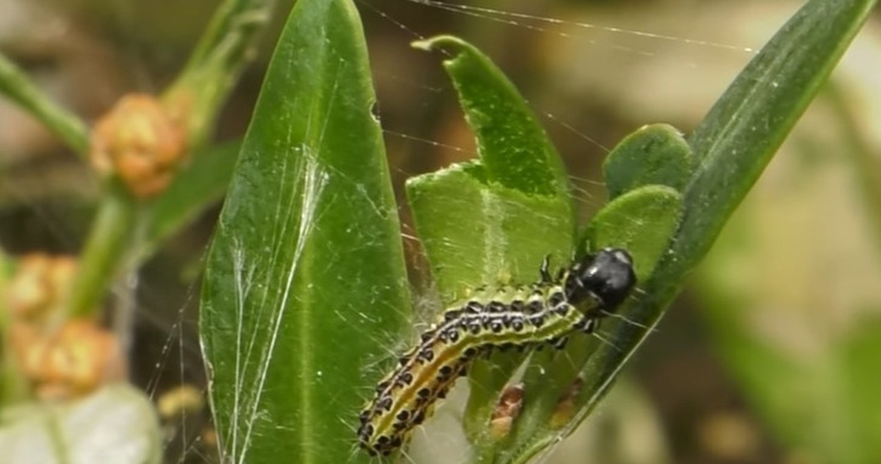 Wiosną biorę worek na śmieci i wkładam na bukszpan. Uciążliwy problem znika