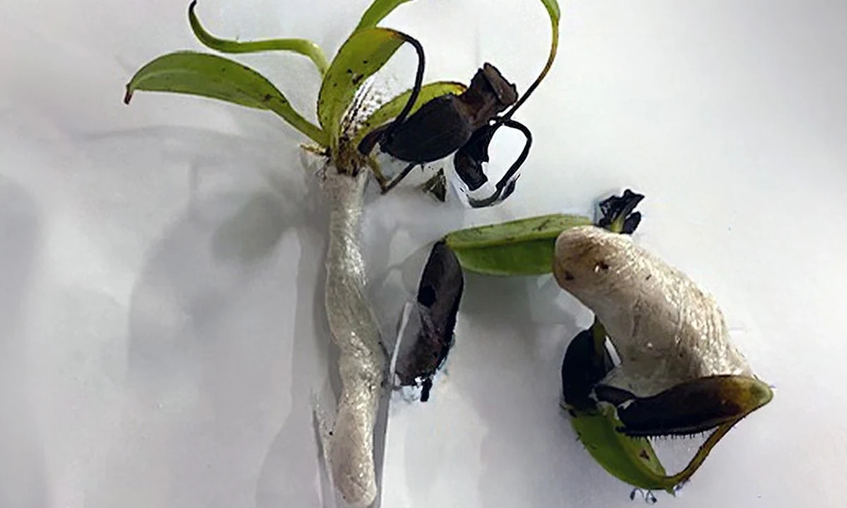 Przesyłka z Malezji, w której - zgodnie z deklaracją - miały znajdować się t-shirty, zawierała w sobie... mięsożerne rośliny. Mazowieccy celnicy odkryli w środku 17 sadzonek dzbaneczników, które są objęte ochroną w ramach Konwencji Waszyngtońskiej.