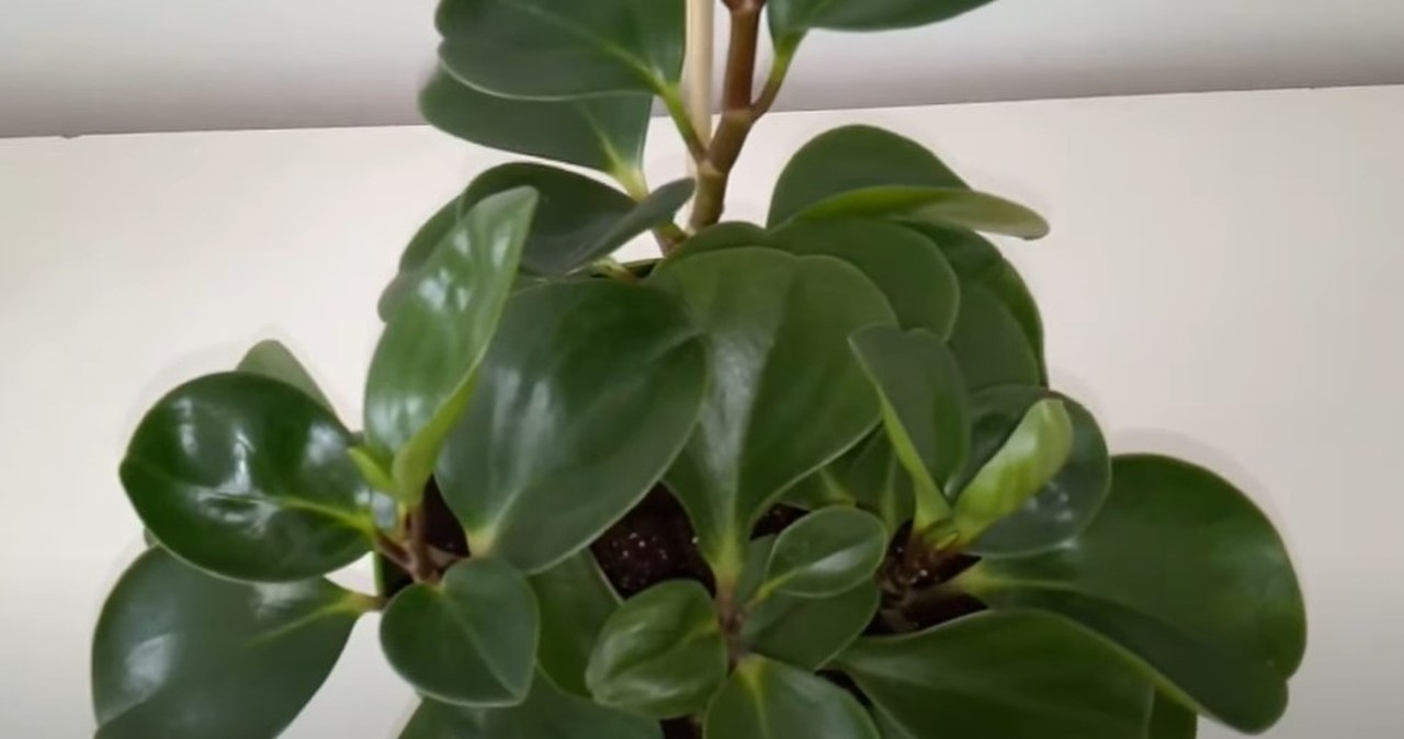 Ta roślina to królowa wytrzymałości. Bije na głowę całą resztę, nowy lider