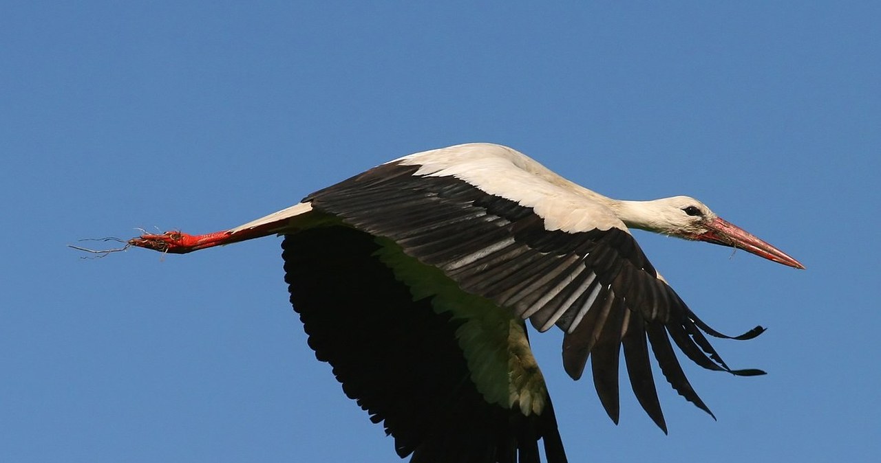 Bociany dostosowały się do nowych warunków. Nagle przestały odlatywać