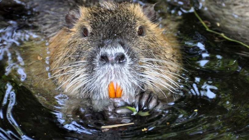 Nutria Rośliny i zwierzęta - najważniejsze informacje