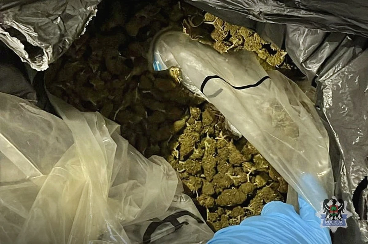 Nawet 12 lat więzienia grozi mieszkańcowi powiatu wałbrzyskiego, który miał w domu narkotyki o czarnorynkowej wartości ponad 800 tys. złotych i jest podejrzany o próbę wprowadzenia ich do obrotu.

