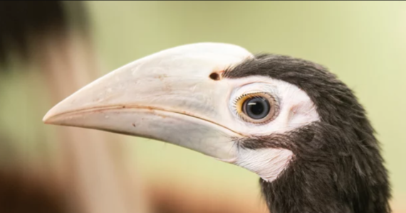 Wrocławskie ZOO ogłosiło konkurs na imię dla rocznej samiczki dzioborożca palawańskiego. Internauci mogą wybierać spośród czterech propozycji przygotowanych przez opiekunów. Dzioborożce palawańskie to jedne z najrzadszych ptaków świata, które nie mają szans na przetrwanie w środowisk naturalnym. Z wyglądu są trochę podobne do tukana, ale nie tak kolorowe.