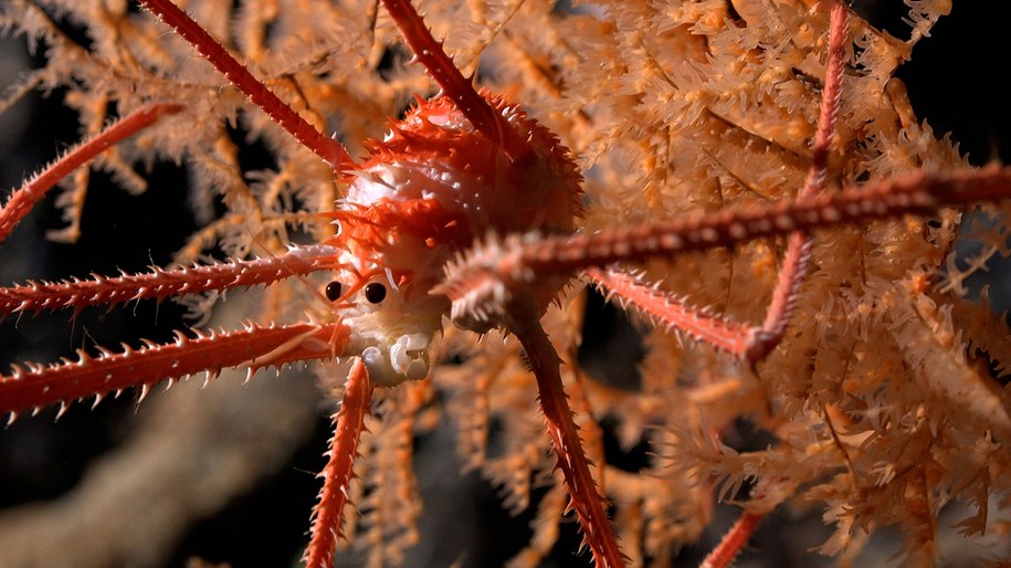 /foto: Schmidt Ocean Institute  /