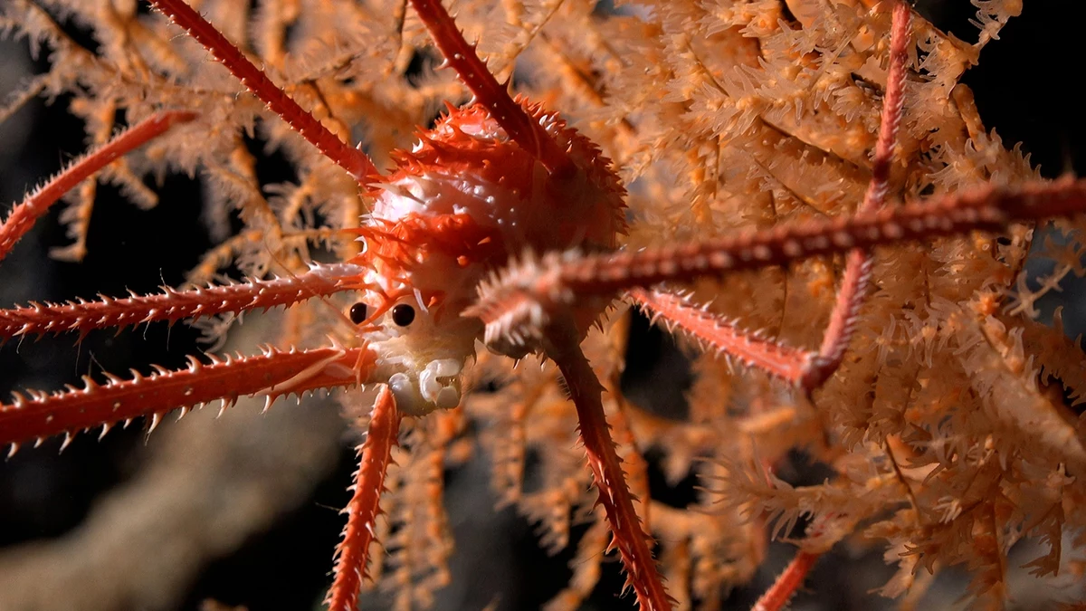 Naukowcy ze Schmidt Ocean Institute spuścili na dno oceanu u wybrzeży Chile podwodnego robota. To, co nagrała kamera, zapiera dech w piersiach. Eksperci mówią o odkryciu 100 nieznanych dotąd człowiekowi gatunkach morskiej flory i fauny.