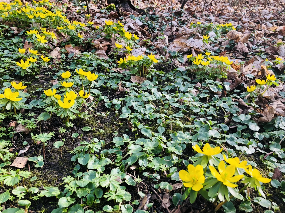 Fiolet, biel, róż i żółty - to pierwsze kolory wiosny, które można wypatrzeć wśród traw. W poszukiwaniu pierwszych oznak wiosny - już w lutym tego roku - wybraliśmy się do Ogrodu Botanicznego w Łodzi. Naszą przewodniczką po świecie roślin była dyrektor placówki - Dorota Mańkowska.
