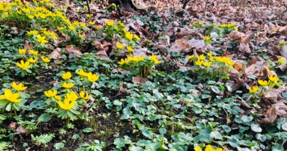 Fiolet, biel, róż i żółty - to pierwsze kolory wiosny, które można wypatrzeć wśród traw. W poszukiwaniu pierwszych oznak wiosny - już w lutym tego roku - wybraliśmy się do Ogrodu Botanicznego w Łodzi. Naszą przewodniczką po świecie roślin była dyrektor placówki - Dorota Mańkowska.