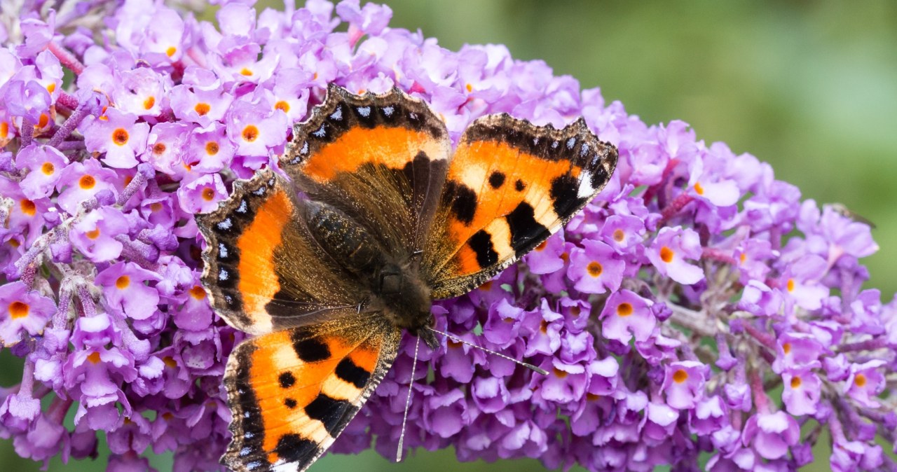 Koniecznie posadź w ogrodzie. To prawdziwy lep na motyle