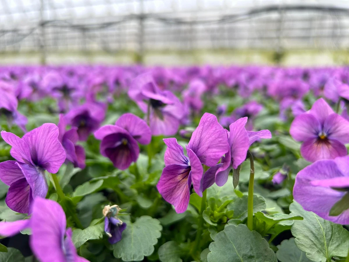 Są takie miejsca, gdzie jest wyjątkowo kolorowo. Bratki, prymulki, stokrotki, a nawet goździki kwitną już na całego w szklarniach w Szczecinie. Pogoda sprzyja wiośnie.
