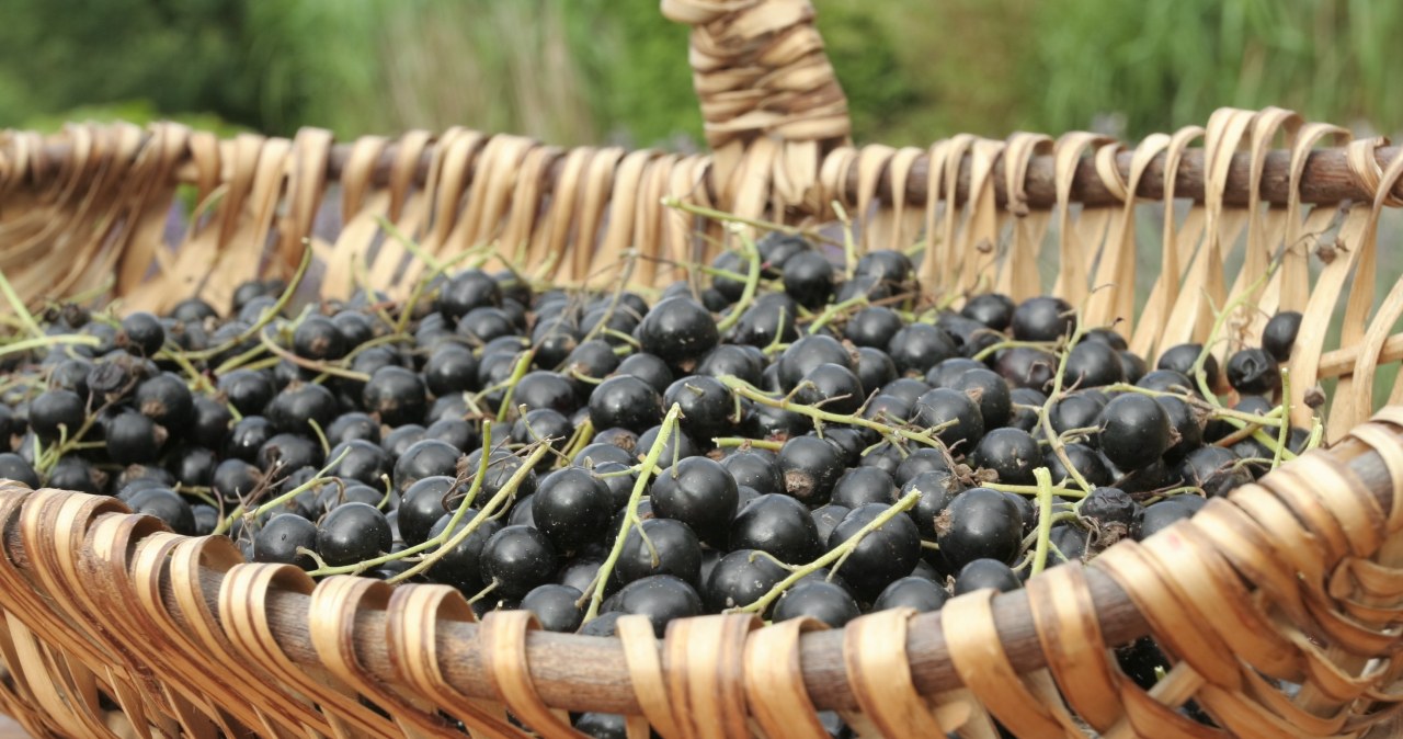 ​Wszyscy zachwycają się jagodami goji, a prawdziwe superfoods rośnie w ogródku babci