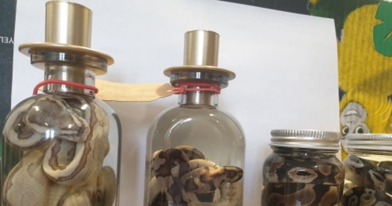 Zwierzęce czaszki oraz spreparowane skóry i szkielety węży oferował jeden z wystawców na Targach Zwierząt Egzotycznych w Krakowie. 34-letni wrocławianin został zatrzymany.  