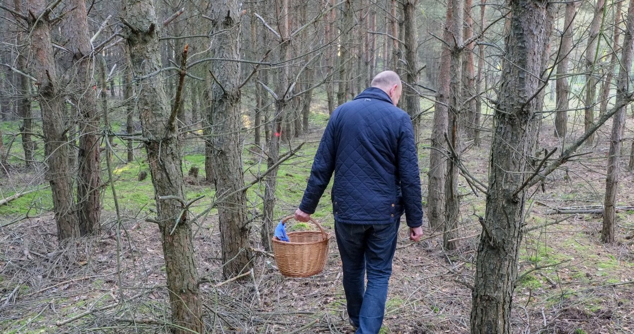 Lasy, pełne, grzybów, takich, które, potrafią, zaskoczyć, niejednego, początkującego, grzybiarza, zbierać, grzyby, potem, konsum Grzybiarze przekonują, że chrupie jak rzodkiewka. Lepiej go jednak nie próbuj