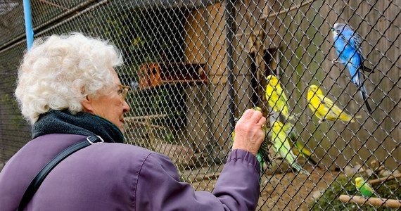 ​Wrocławscy naukowcy badają wpływ wizyt w zoo na stan zdrowia i jakości życia odwiedzających to miejsce seniorów. Rezultatem końcowym projektu będzie przygotowanie dla ogrodu zoologicznego propozycji ścieżki edukacyjno-zdrowotnej.