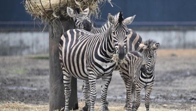We wrocławskim zoo urodziła się zebra Chapmana