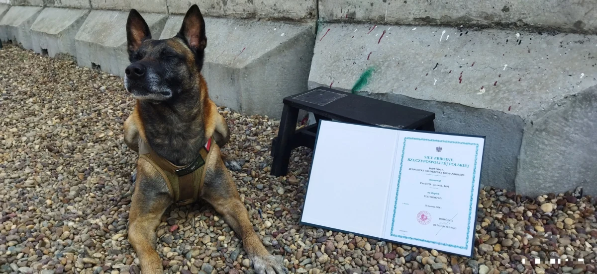 Niecodzienny awans w polskiej armii. Jego bohaterem jest pies bojowy ETO, który - jak poinformował Sztab Generalny Wojska Polskiego - został pierwszym podoficerem w stopniu plutonowego.