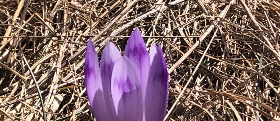 Dopiero początek marca, a w Tatrach pojawiły się już pierwsze krokusy. Nie ma jeszcze liliowych dywanów, z których słynie chociażby Dolina Chochołowska, ale pojedyncze kwiaty pojawiły się już na Polanie Kalatówki.