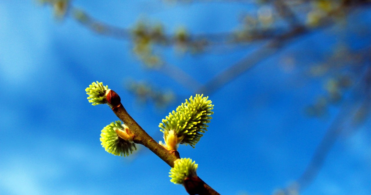 W stronę Polski na całego mknie wiosna. Będzie bardzo ciepło