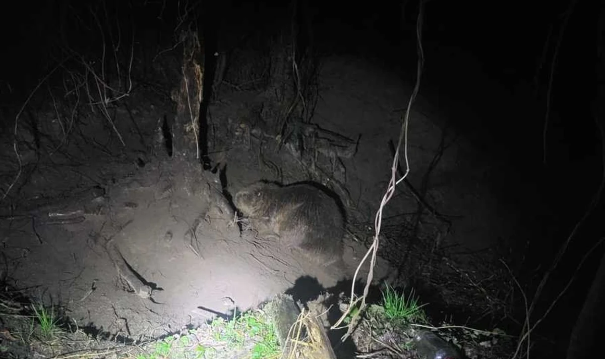 Podkarpaccy policjanci interweniowali w nietypowej sprawie. Wspólnie ze strażakami i lekarzem weterynarii uwolnili bobra zaplątanego w sidła. Kłusownik założył pułapkę we wsi Mechowiec, w rejonie mostu na rzece Przyrwa.