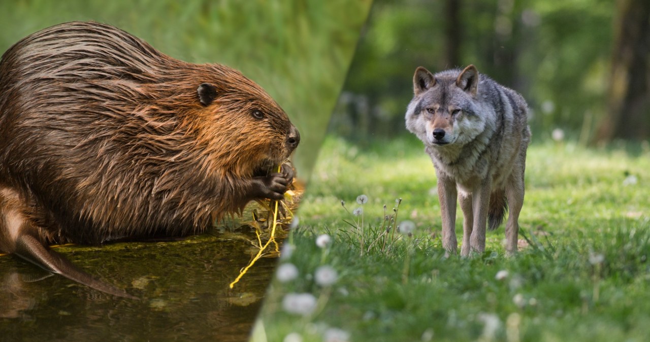 Bobry narobiły szkód na prawie 10 mln zł. Oto, co się stało