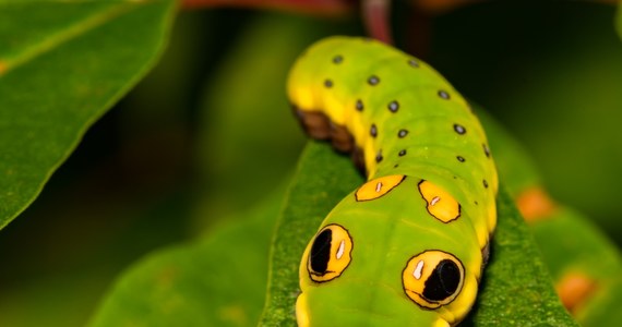 Łódzki ogród zoologiczny podzielił się na swoim Instagramie nagraniem gąsienic motyli z gatunku paź linderowiec. Dwa „robaczki” mają jaskrawe kolory, które w połączeniu ze specyficznymi plamkami służą ochronie przed drapieżnikami.