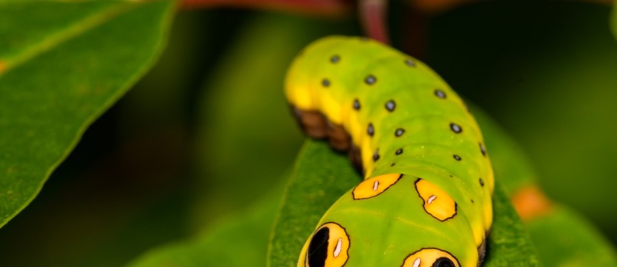 Łódzki ogród zoologiczny podzielił się na swoim Instagramie nagraniem gąsienic motyli z gatunku paź linderowiec. Dwa „robaczki” mają jaskrawe kolory, które w połączeniu ze specyficznymi plamkami służą ochronie przed drapieżnikami.