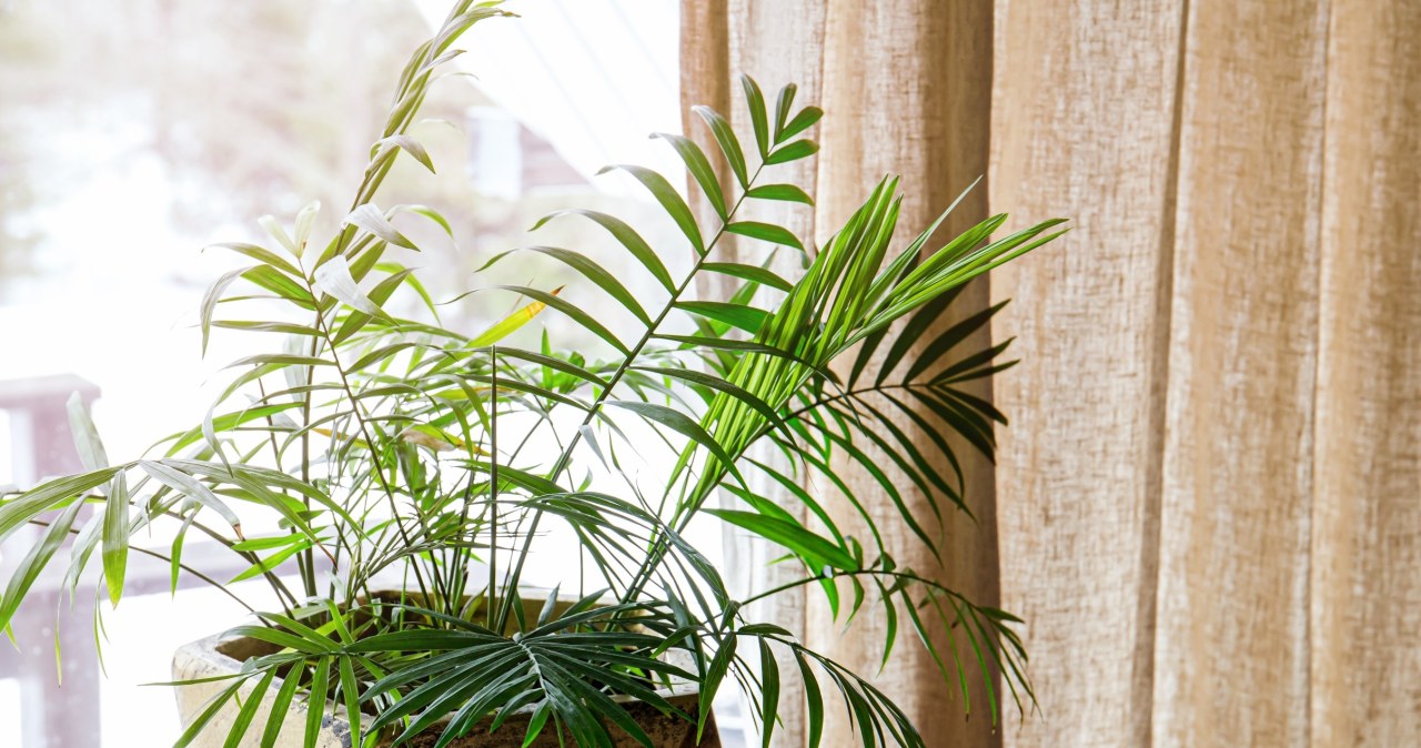 Które palmy najlepiej rosną w donicach w domu?