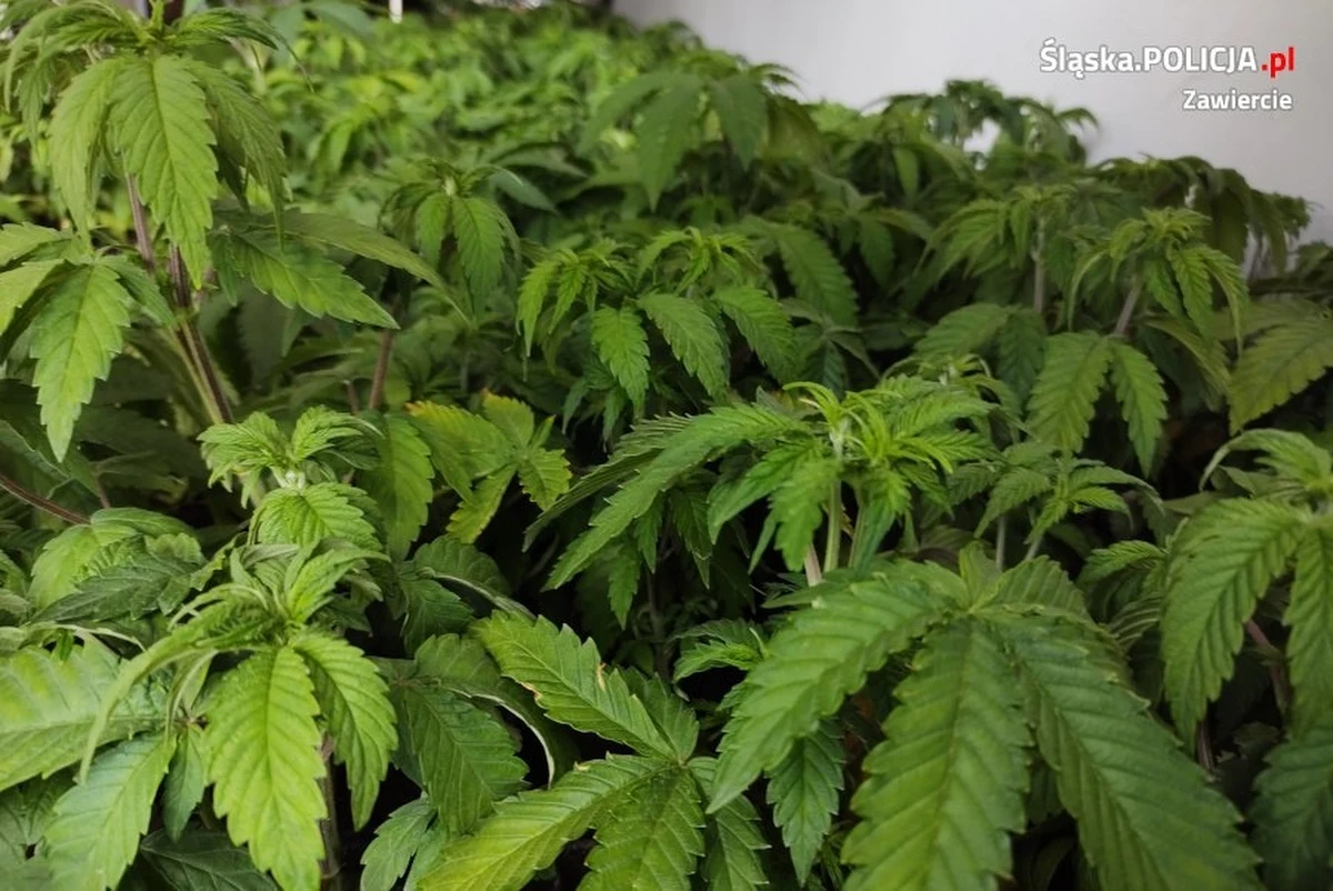 Prawie 300 krzewów konopi indyjskich w różnych fazach wzrostu odkryli policjanci w pomieszczeniu gospodarczym w Zawierciu. Zatrzymany przez funkcjonariuszy mężczyzna miał też ponad 23 kilogramy suszu i ponad kilogram gotowego narkotyku. Odpowie za prowadzenie uprawy i za wytwarzanie środków odurzających.   

