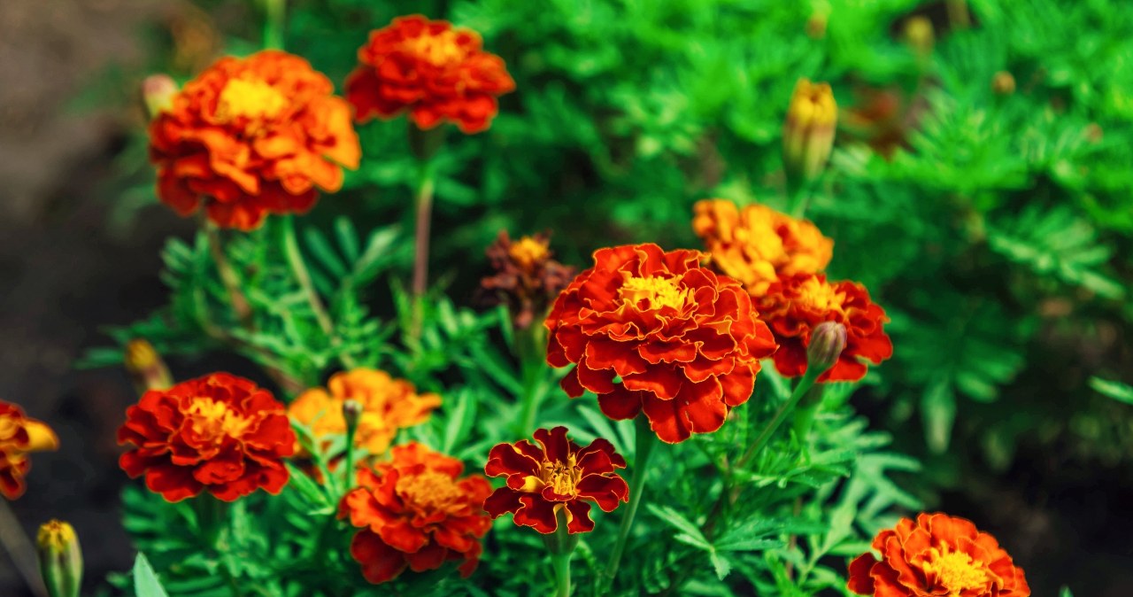 Posadź między warzywami. Szkodniki uciekną w popłochu