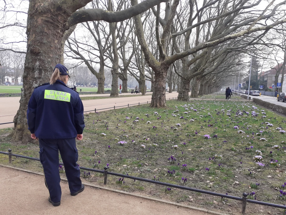 Szczecińskie krokusy mają swoich obrońców. To strażnicy miejscy, którzy pilnują, by kobierce fioletowych kwiatów nie zostały zadeptane przez tych, którzy za wszelką cenę chcą zrobić sobie zdjęcie na środku rabaty. Jak przestrzegają, selfie wśród krokusów może kosztować więcej niż fotografia z misiem na Krupówkach.