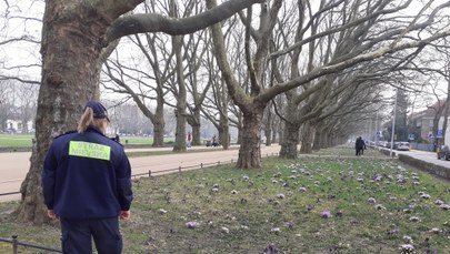 Krokusowe patrole pilnują, by nie deptać kwiatów w Szczecinie