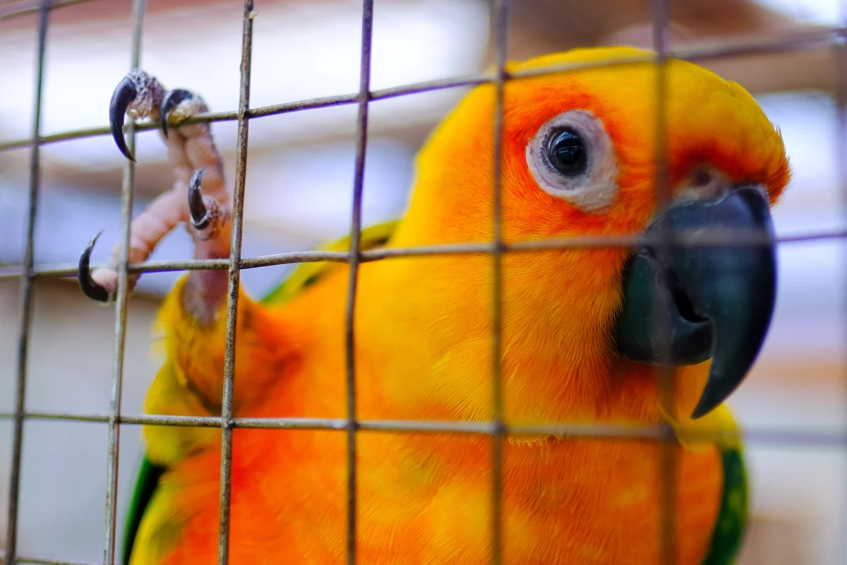 WHO ostrzega przed nową chorobą, która zbiera śmiertelne żniwo w Europie. Chodzi o papuzicę, na którą zmarło już 5 osób. Chorobę wykryto w kilku europejskich krajach. 