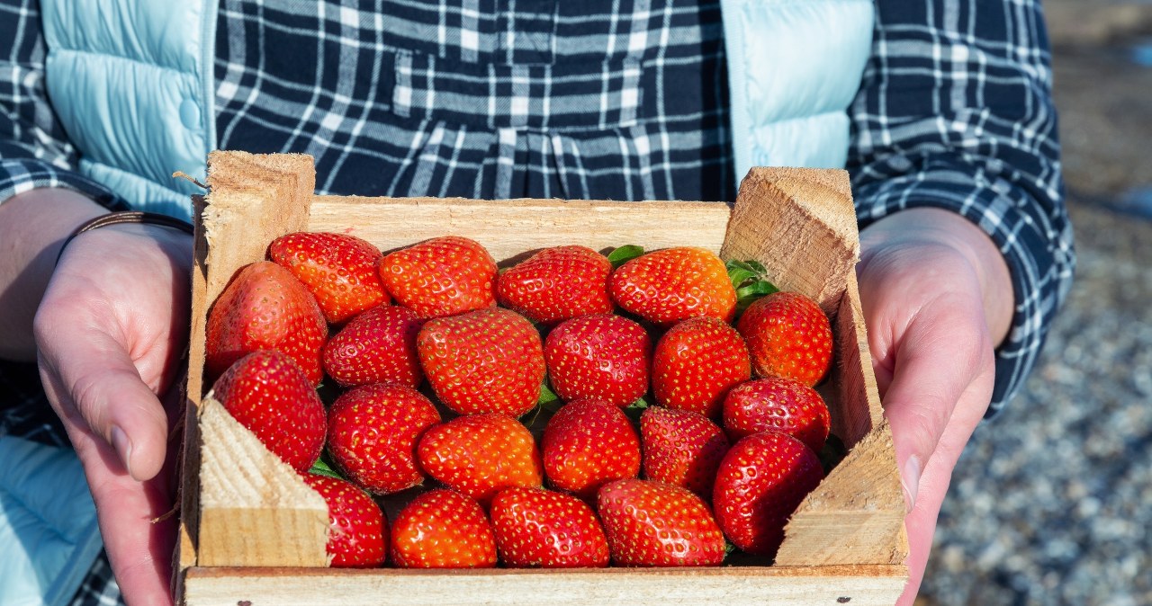 Polskie truskawki już na bazarkach. Ceny tylko dla bogaczy?