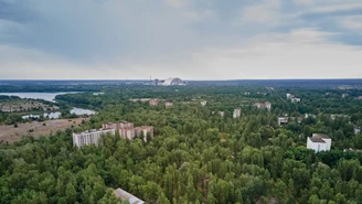 "Żyją wszędzie, żyją szybko". Niezwykłe odkrycie w Czarnobylu