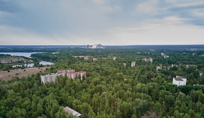 "Żyją wszędzie, żyją szybko". Niezwykłe odkrycie w Czarnobylu