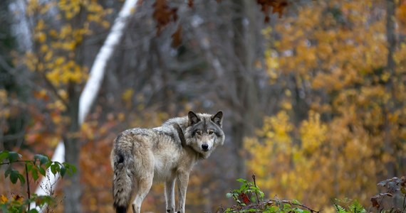 Polscy naukowcy przyjrzeli się diecie wilków z Puszczy Rominckiej. Okazało się, że prawie połowę ich pokarmu stanowią bobry. To rekordowy wynik w naszym kraju.