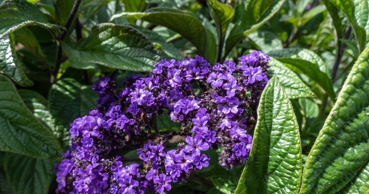 Heliotrop pachnie jak luksusowe perfumy. Sąsiadki nie przestają o niego pytać