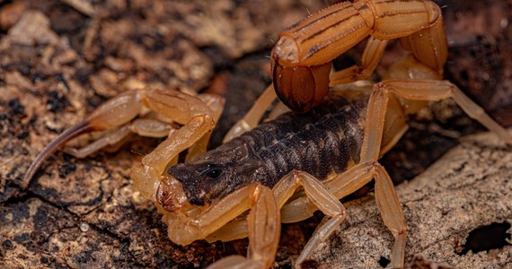 W Brazylii w ostatnich latach znacząco wzrosła liczba rejestrowanych ukąszeń skorpionów. Rocznie dochodzi do 185 tys. wypadków – podaje w raporcie ministerstwo zdrowia. Eksperci wskazują, że jedną z przyczyn zwielokrotnienia ataków pajęczaków może być zmiana klimatu.
