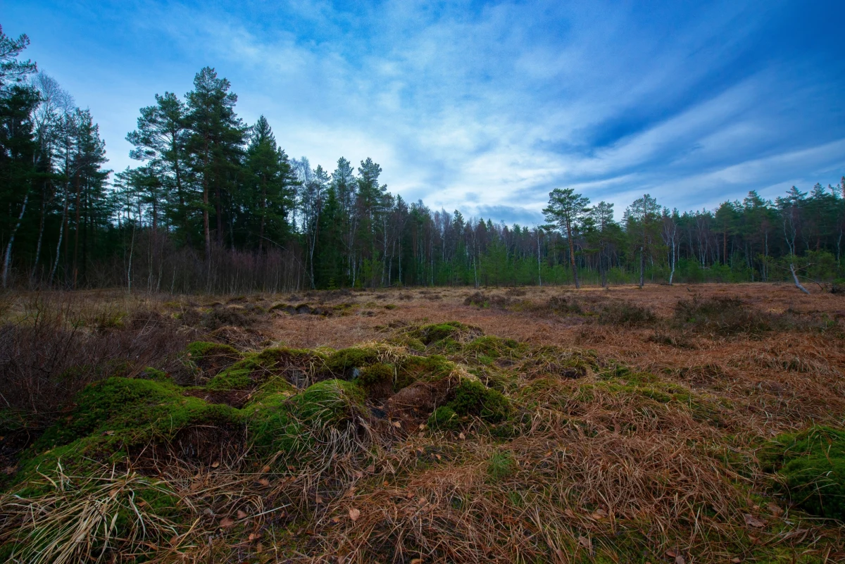 Po zakrojonej na szeroką skalę akcji poszukiwawczej na bagnach w okolicach Attnang-Puchheim w Austrii znaleziono ciało poszukiwanego 29-letniego Polaka. Mężczyzna miał stracić orientację na skutek choroby - podają austriackie media. 