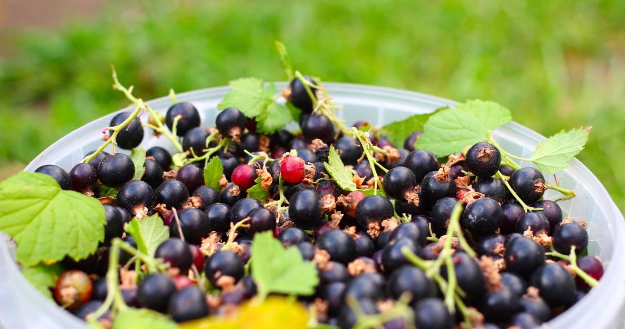 Łagodzą objawy menopauzy. W czerwcu idealne dla pań po 60-tce