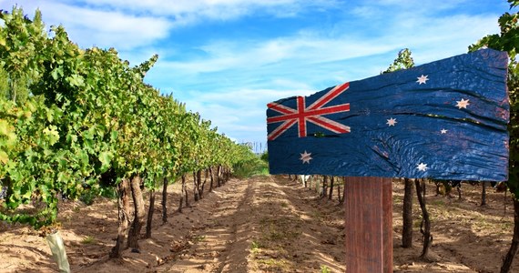 Spadające spożycie wina mocno uderza w australijskich rolników. W związku z nadprodukcją, hektary upraw winorośli są karczowane. "Wygląda na to, że kończy się pewna epoka" – mówi w rozmowie z agencją Reuters Andrew Calabria właściciel winnicy i producent wina.