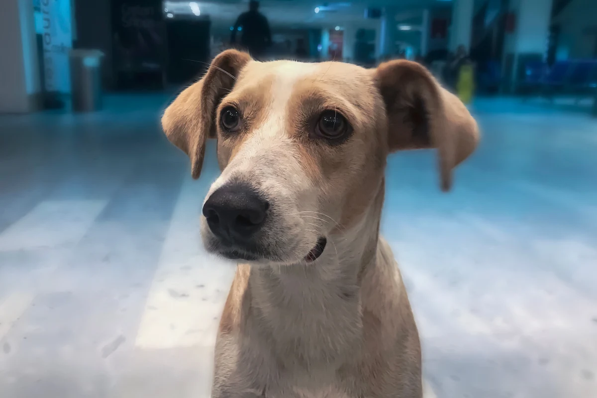 Port lotniczy w Stambule (IST) uruchomił projekt, w ramach którego psy terapeutyczne. Mają one pomagać pasażerom zmniejszać stres związany z podróżą - poinformował dziennik "Hurriyet".