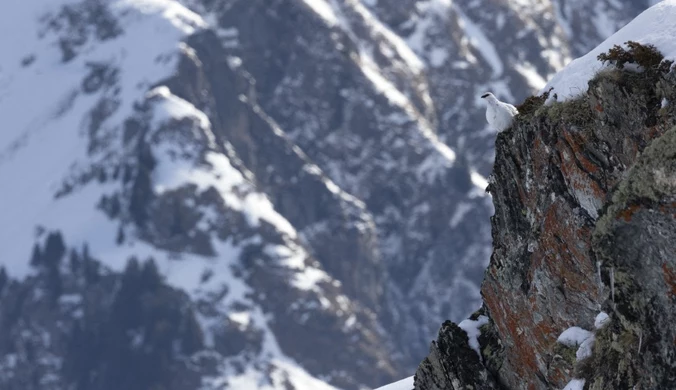 Tragedia w Alpach. Odnaleziono ciała pięciu turystów