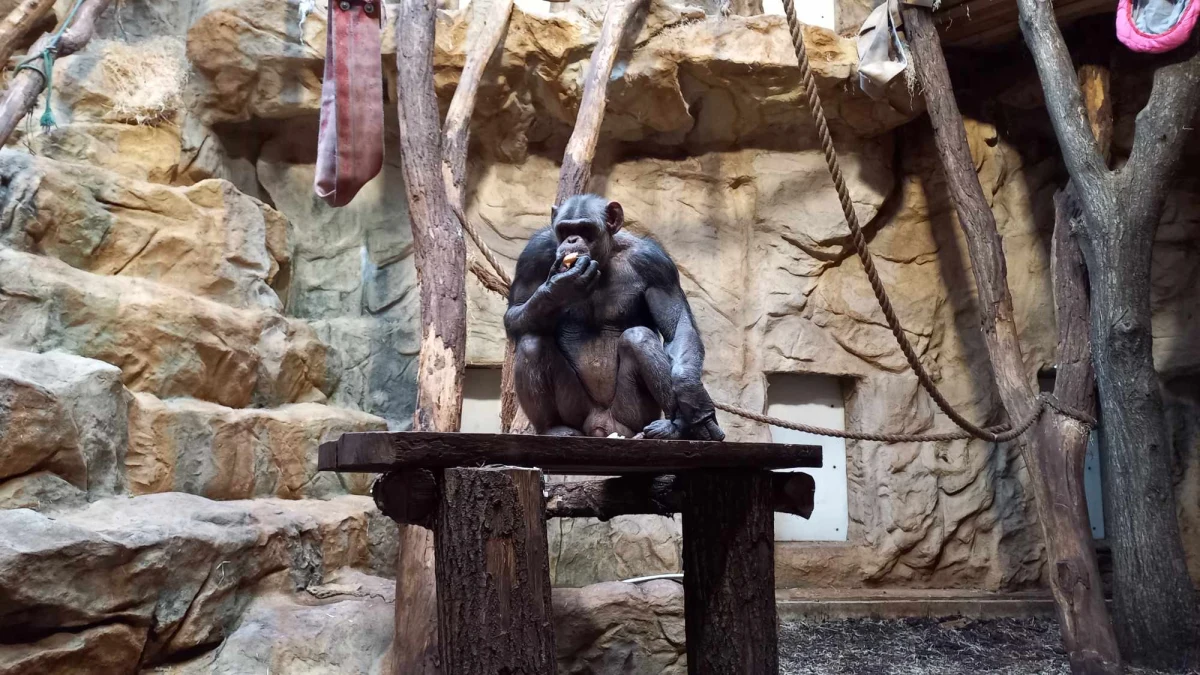 Co roku, 11 marca, ogrody zoologiczne obchodzą Dzień Misji Ogrodów Zoologicznych i Akwariów. To czas, w którym zoo informują o swojej misji, organizują wydarzenia i przeznaczają na to cały tydzień. Do udziału w wydarzeniu zaprasza także Miejski Ogród Zoologiczny im. Antoniny i Jana Żabińskich w Warszawie, który kończy dzisiaj 96 lat.