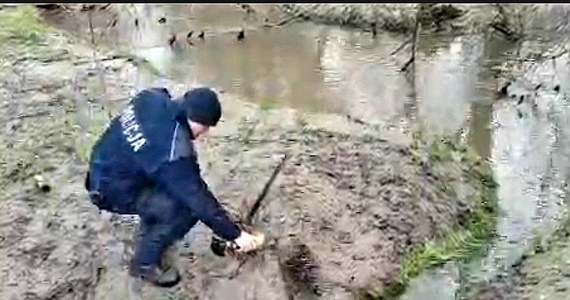 Policjanci z komisariatu w Radymnie (Podkarpackie) zostali wezwani, aby ratować uwięzionego bobra. Zwierzę zauważył mężczyzna spacerujący brzegiem rzeki. Bóbr został uwolniony z zasadzki i wrócił do swojego naturalnego środowiska.