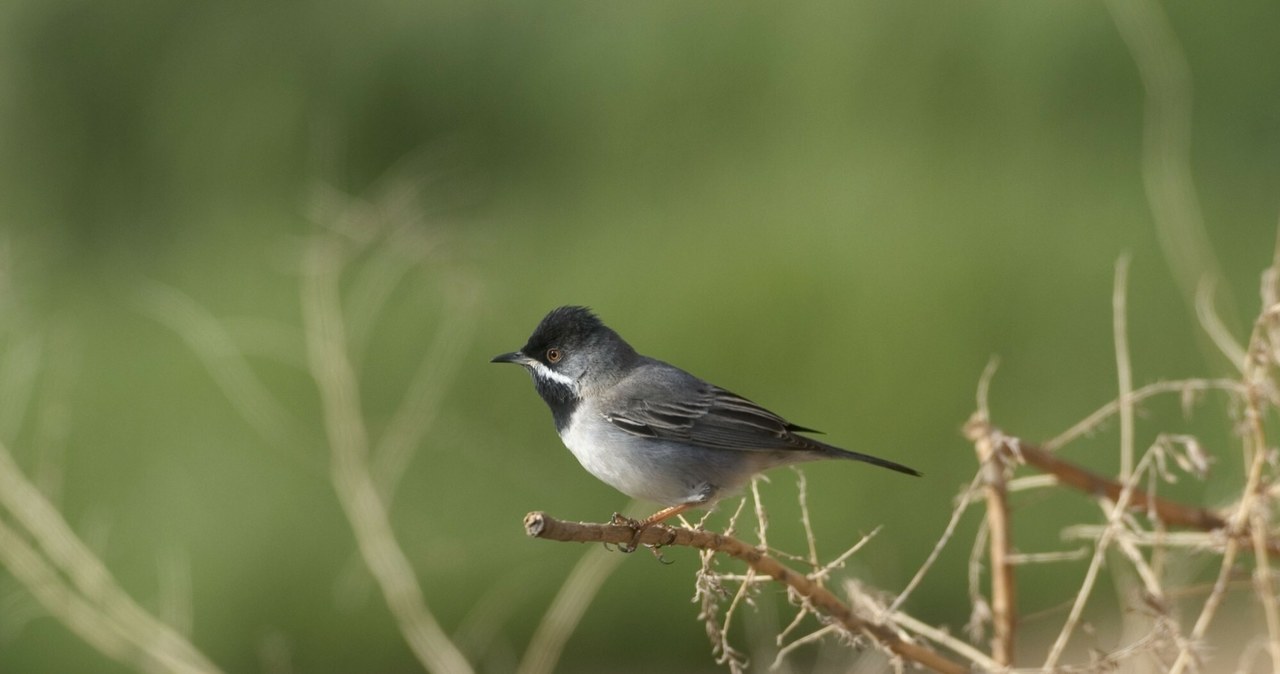 Alarmujących, wieści, dostarczają, organizacje, BirdLife, Cyprus, RSPB, badające, zabójstwa, migrujących, ptaków, wyspie, Cypr,  Okrutna tradycja dziesiątkuje ptaki na Cyprze. Również te wracające do Polski