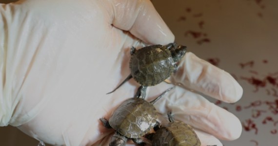 Żółwica znaleziona przez mieszkańców w piwnicy domu na poznańskim Świerczewie pod opieką naukowców z Uniwersytetu Przyrodniczego nie tylko doszła do siebie, ale doczekała się potomstwa. W Pracowni Rybactwa Śródlądowego i Akwakultury po raz pierwszy wykluły się żółwie błotne.

